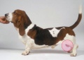 Basset hound testes.jpg