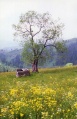 Hiking Transylvania - landscape.jpg