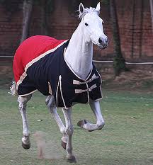 File:Equinetacks.jpg