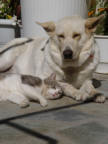 File:Best Flea and Tick.jpg