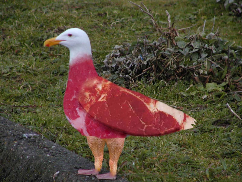 File:Meatgull.jpg